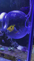 4-6-8" TankMatez Hydraulic Silent Release Bubble Fish Trap